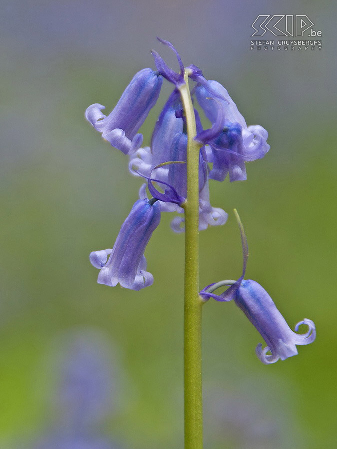 Hallerbos  Photos of the Hallerbos (Dutch for Halle forest) with its bluebell (Hyacinthoides non-scripta) carpet which covers the forest floor for a few weeks during spring.  Stefan Cruysberghs